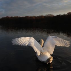 Swan floating on lake during sunset