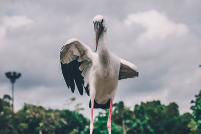 Bird flying in the sky