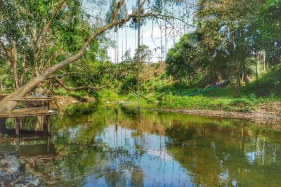 Scenic view of lake in forest