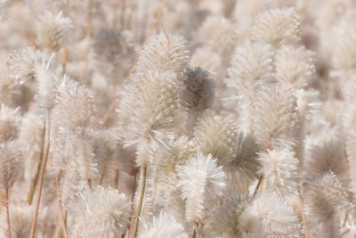 Full frame shot of white flowering plants on field