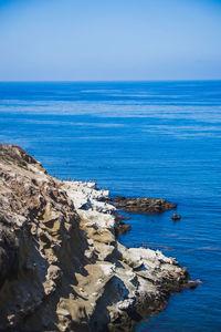 Birds and sea lions gather on rocky coastline overlooking pacific ocean at la jolla in san diego, ca