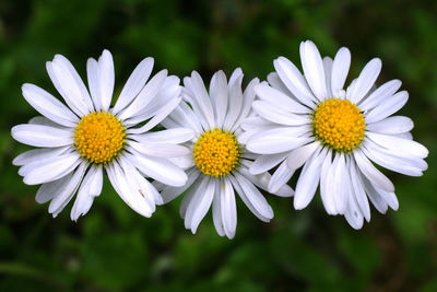 High angle view of white daisy flowers