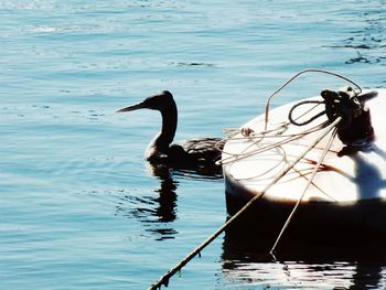 Ducks swimming on lake