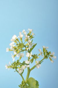 Low angle view of white flowering plant against clear blue sky