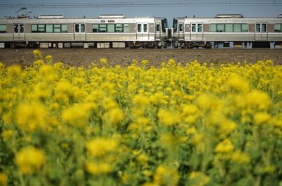 A local train running biwako line at canola flower season