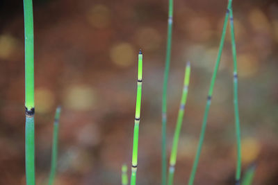 Close-up of bamboo plant