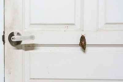 Cat with closed door