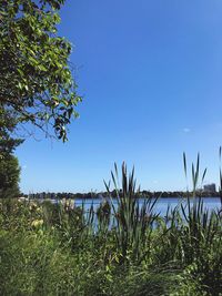 Plants by sea against clear blue sky