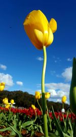 Close-up of yellow tulip flowers