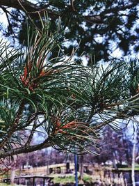 Low angle view of trees