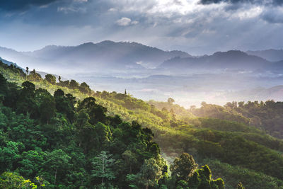 Scenic view of forest against sky