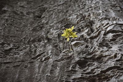 Close-up of flower tree trunk