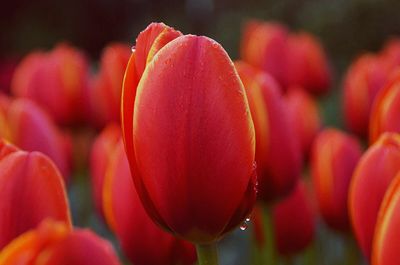Close-up of fresh red tulips