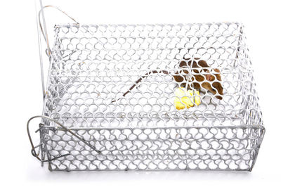 Close-up of floral pattern on white background