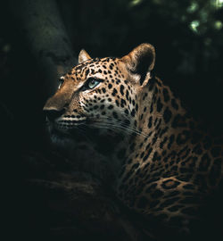 Close-up of a cat looking away