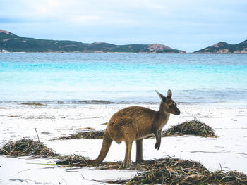 View of lion on beach against sky