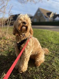 Cockapoo dog in the autumn 