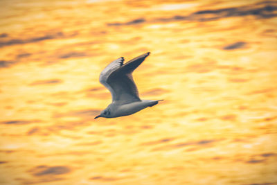 Close-up of bird flying