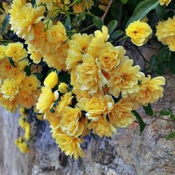 Close-up of yellow flower