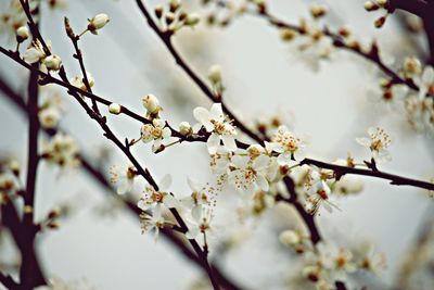 Low angle view of flowers blooming on tree