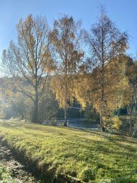 Trees on field against sky during autumn