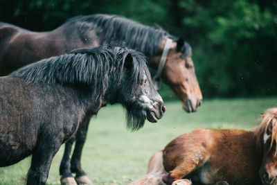 Side view of black horse standing on field