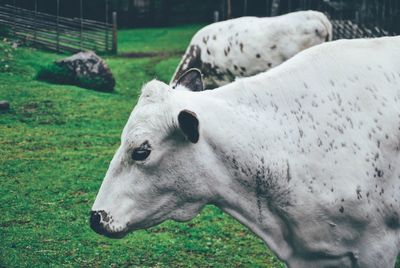 Close-up of cow on field