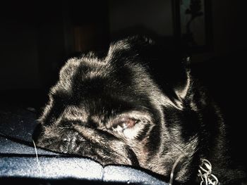 Close-up portrait of a dog resting at home