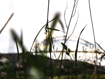 Close-up of wet grass against sky