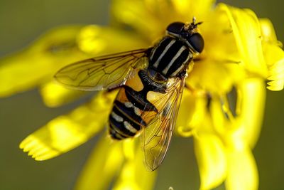 Close-up of butterfly pollinating flower