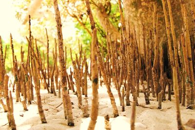 Close-up of trees