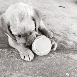 High angle view of puppy relaxing on street