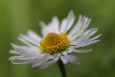 Close-up of white flower blooming outdoors