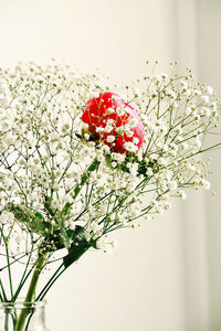 Close-up of red flowering plant against white wall