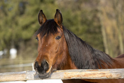 Portrait of a brown mare in wintry landscape