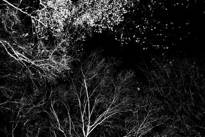 Full frame shot of tree against black background