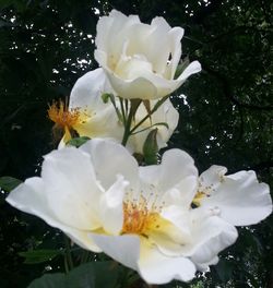 Close-up of white flower