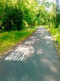 Country road along trees