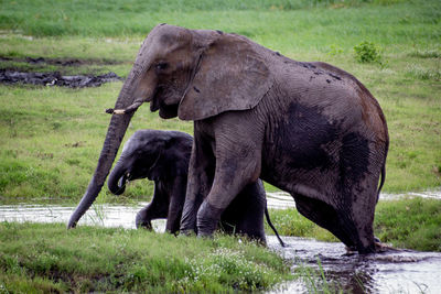 Close-up of elephants in water