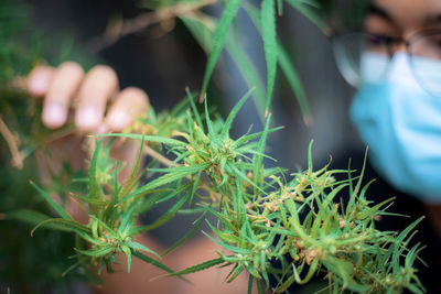 Close-up of woman holding plant