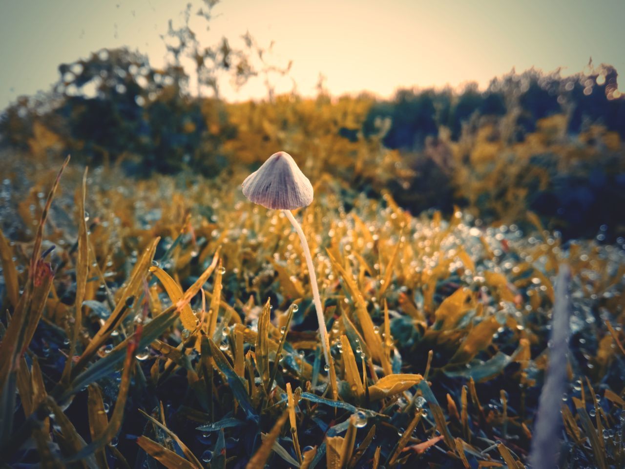 CLOSE-UP OF MUSHROOMS GROWING ON LAND