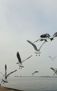 View of birds flying against the sky
