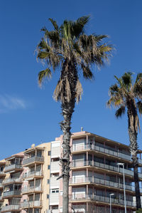 Low angle view of coconut palm tree against blue sky