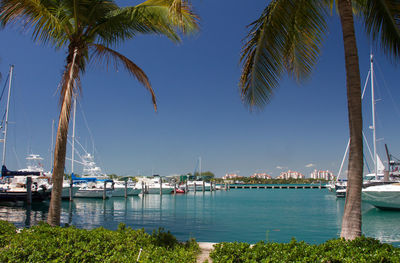 Sailboats moored at harbor against sky