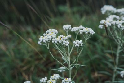 Close-up of white flowering plants