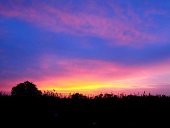 Silhouette of trees at sunset