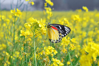 Butterfly pollinating on yellow flower