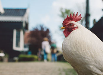 Close-up of rooster in city