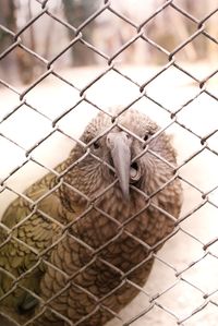 Chainlink fence