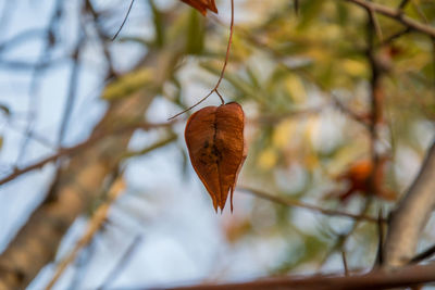Close-up of dried autumn leaf on branch